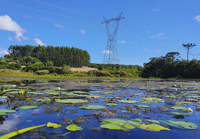 Torre de transmissão de energia com cabos de alta tensão sobre área alagada com plantas aquáticas, cercada por vegetação e árvores sob céu azul.