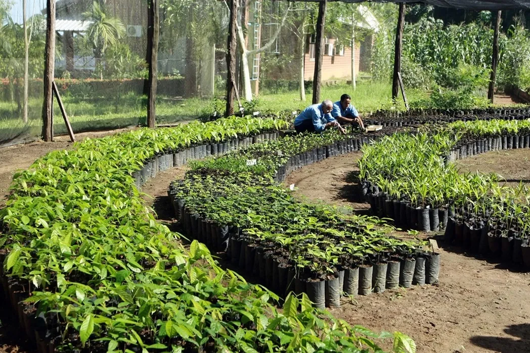 Viveiro de mudas com plantas em desenvolvimento e pessoas realizando atividades de manejo, na Ilha de Germoplasma, condicionante ambiental da usina hidrelétria Tucuruí, da AXIA Energia.