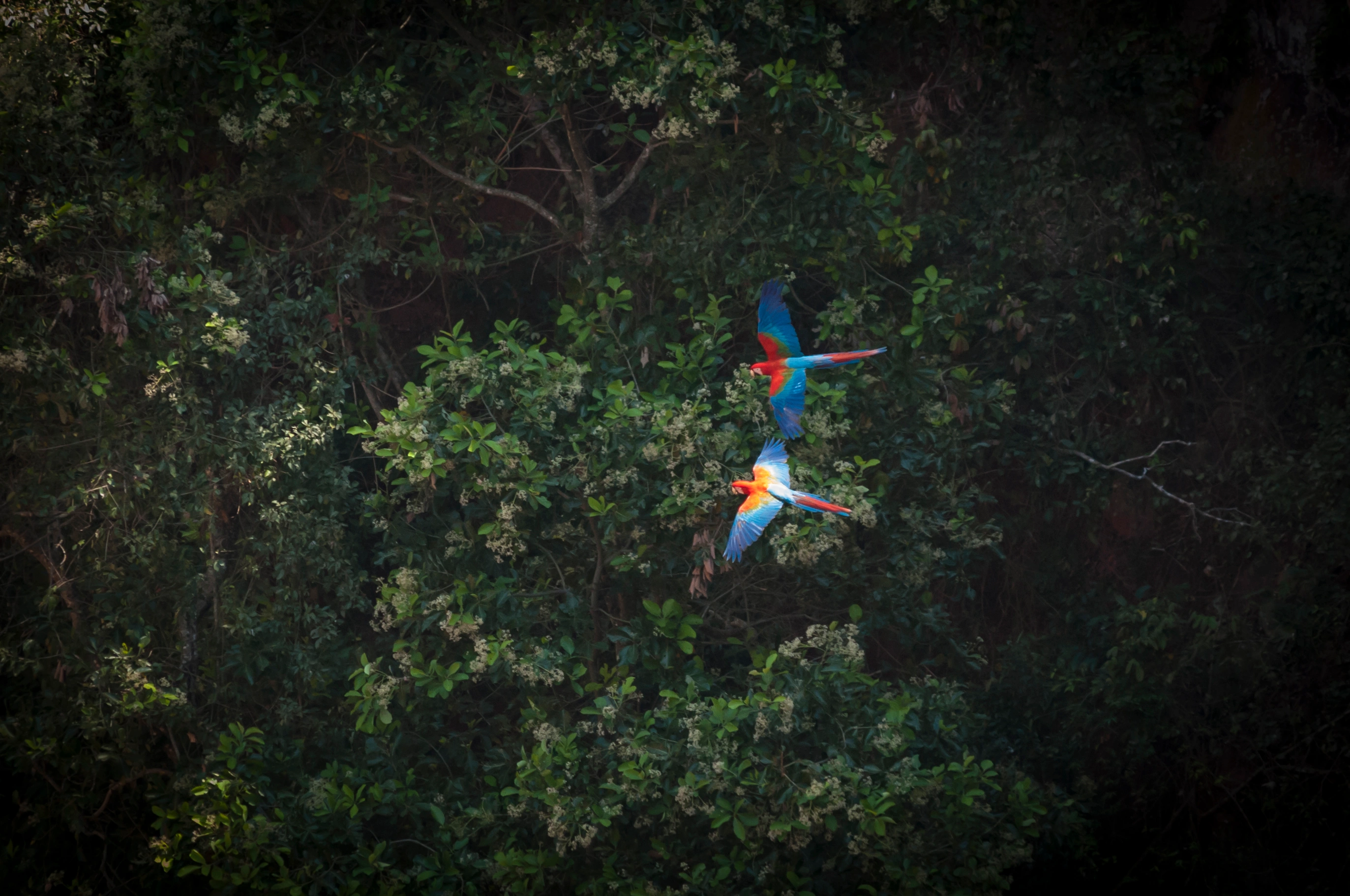 araras voando na floresta