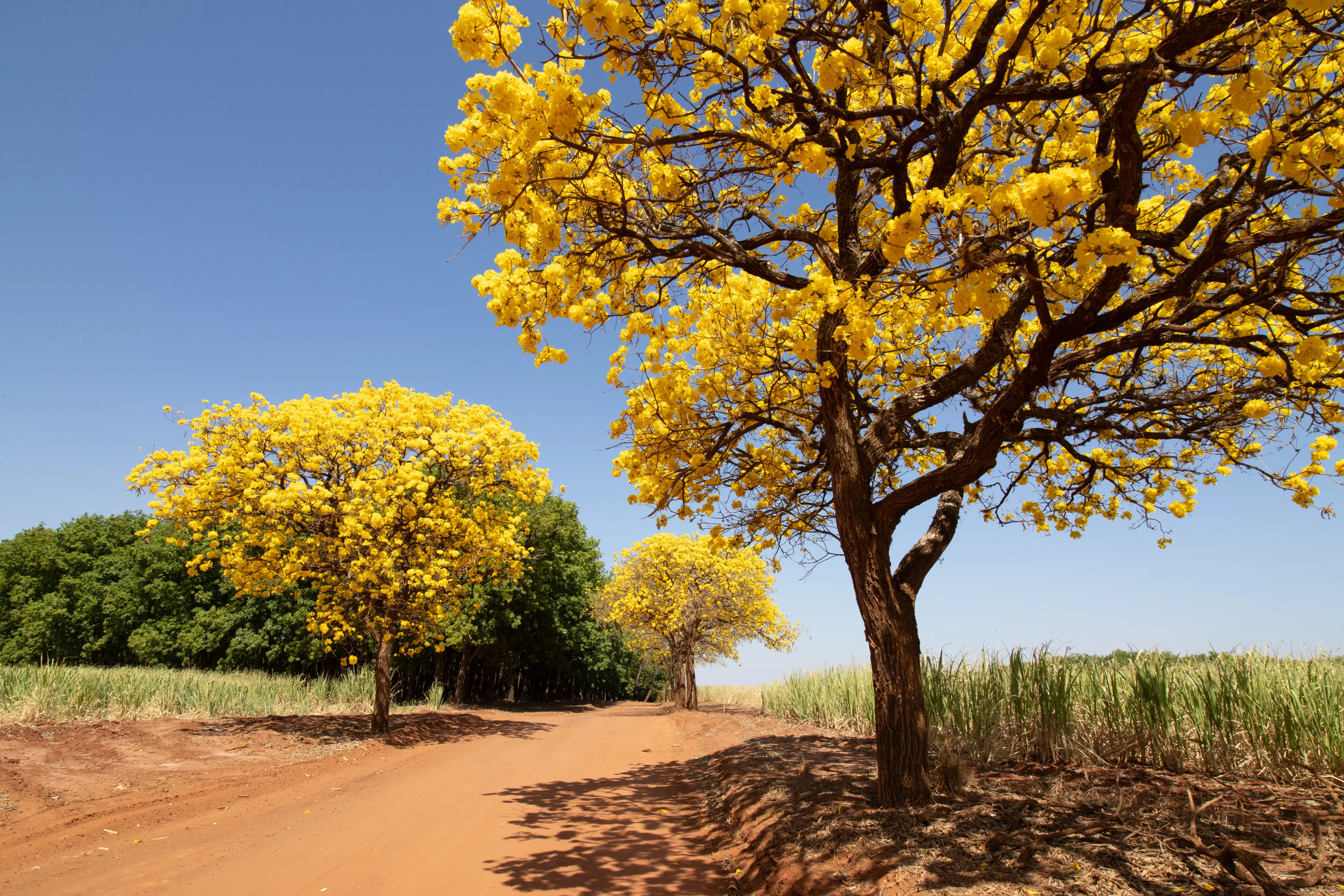 Ipê-amarelo.