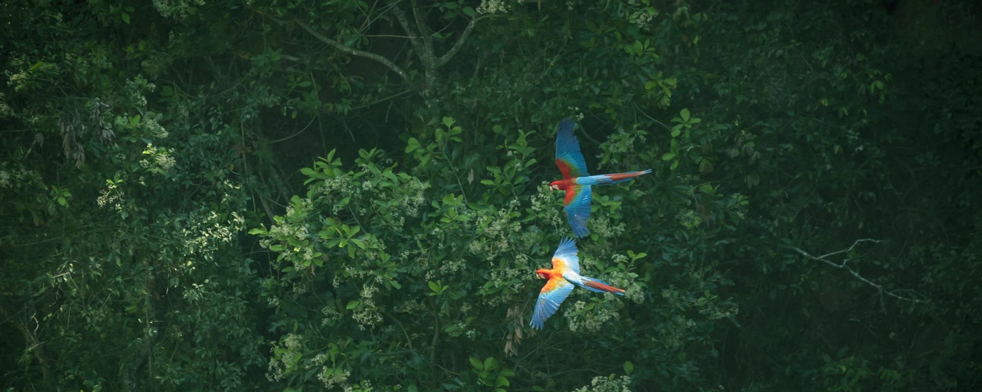 Duas araras coloridas voando sobre a copa densa de uma floresta verde.