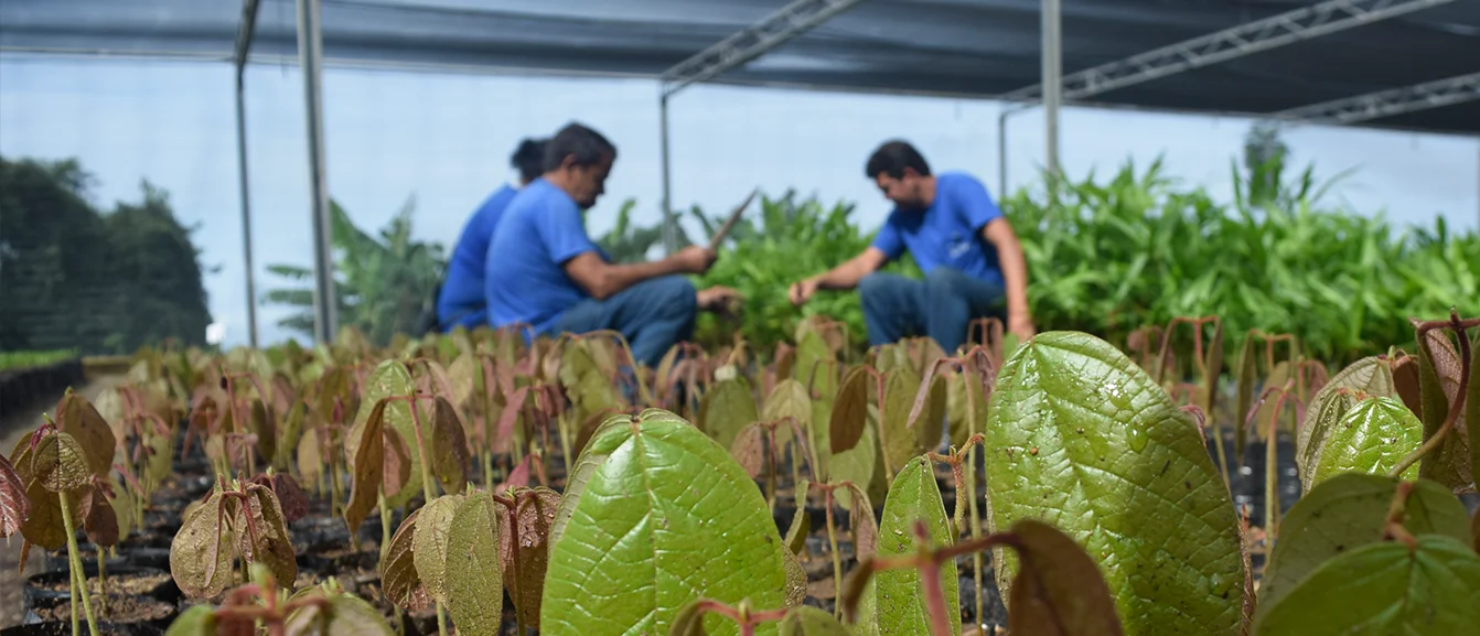 3 pessoas trabalhando em uma plantação