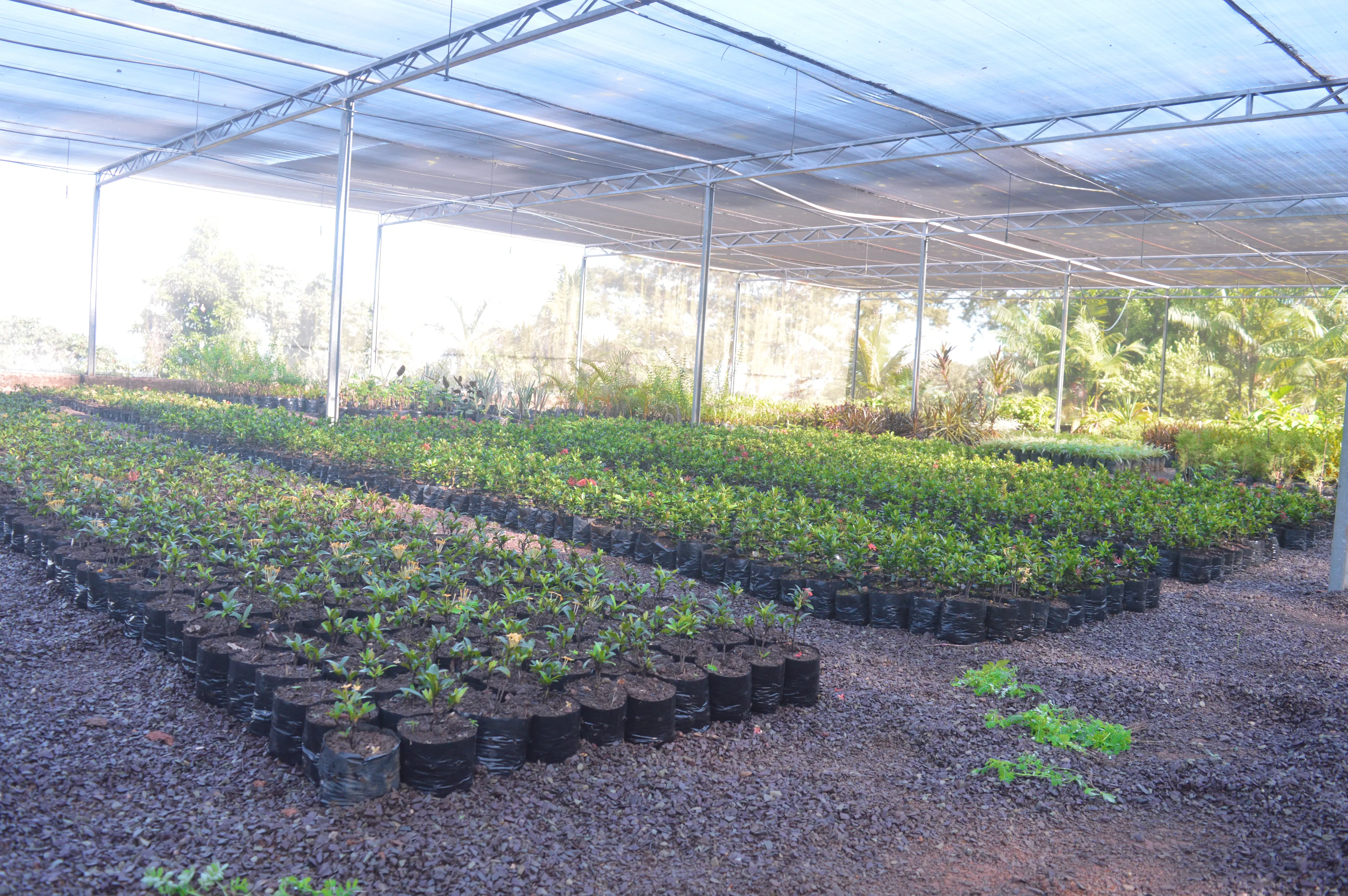 Plantação