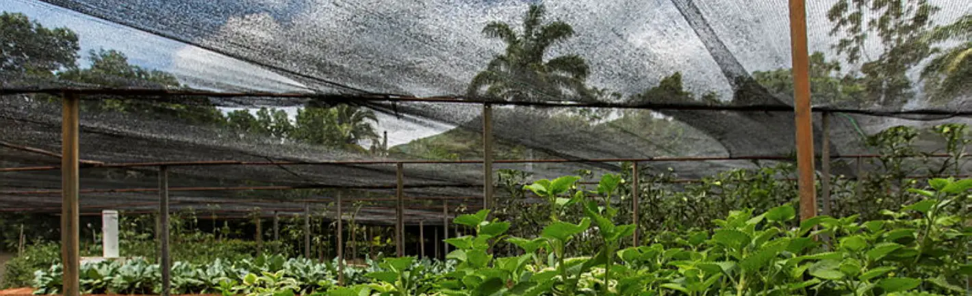 Viveiro com mudas de plantas cultivadas sob estrutura de sombreamento em projeto socioambiental apoiado pela AXIA Energia