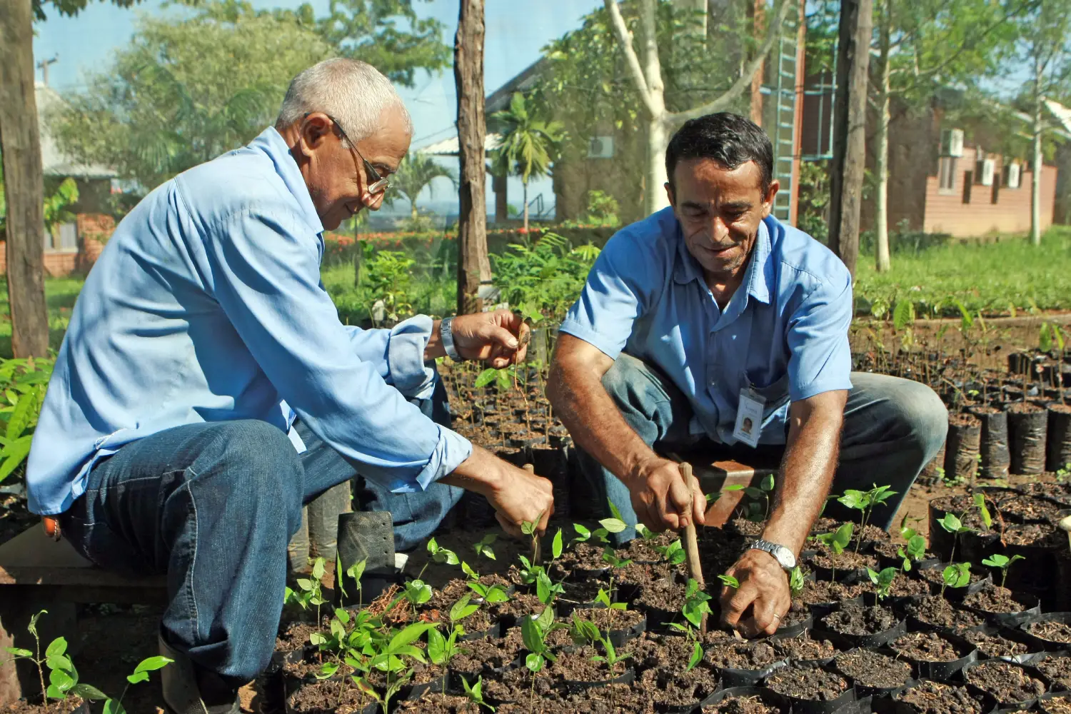 Dois homens agachados vestindo camisas azuis e calças jeans cuidam de mudas de plantas
