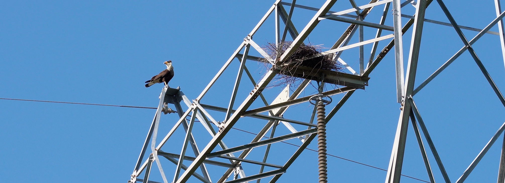 Carcará pousado em torre de transmissão ao lado de plataforma com ninho.