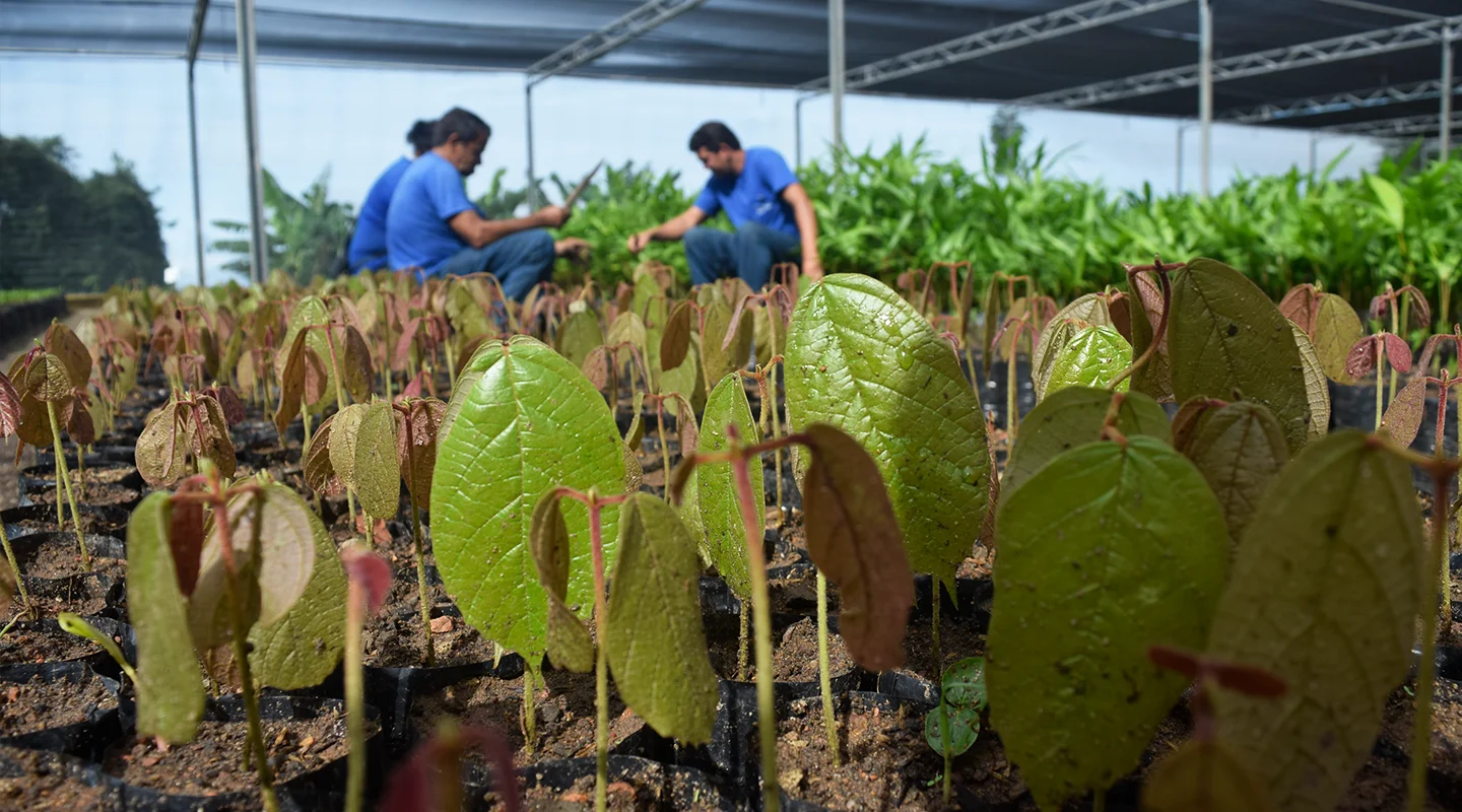 Imagem de pessoas trabalhando em uma cooperativa de plantas