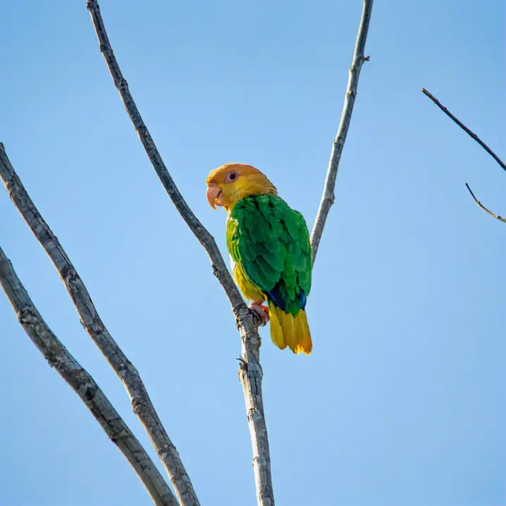 Ave de pequeno porte com corpo verde, cabeça em tom amarelo-claro e cauda amarela, pousada em um galho seco. Ao fundo, céu azul sem nuvens.