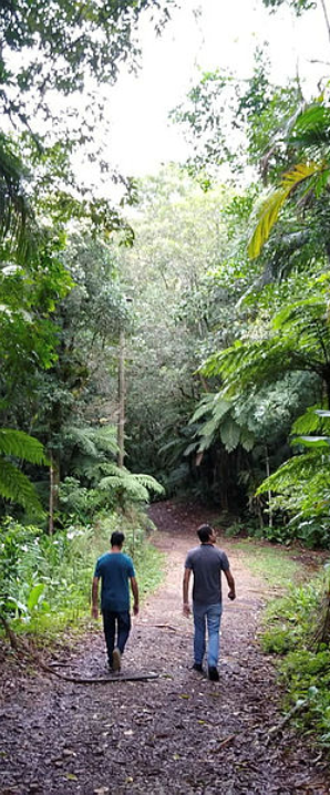 Duas pessoas caminham por uma trilha cercada por vegetação densa em área de floresta.